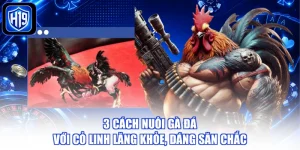3 Cách Nuôi Gà Đá Với Cỏ Linh Lăng Khỏe, Dáng Săn Chắc