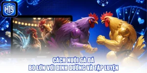 Cách Nuôi Gà Đá Bo Lớn Với Dinh Dưỡng Và Tập Luyện