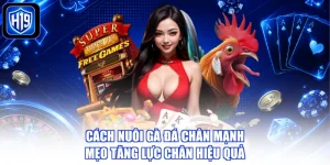Cách Nuôi Gà Đá Chân Mạnh - Mẹo Tăng Lực Chân Hiệu Quả