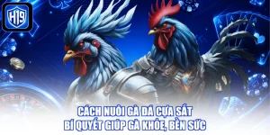 Cách Nuôi Gà Đá Cựa Sắt - Bí Quyết Giúp Gà Khỏe, Bền Sức