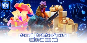 Cách Nuôi Gà Đá Tăng Cân Nhanh - Chế Độ Ăn Hiệu Quả