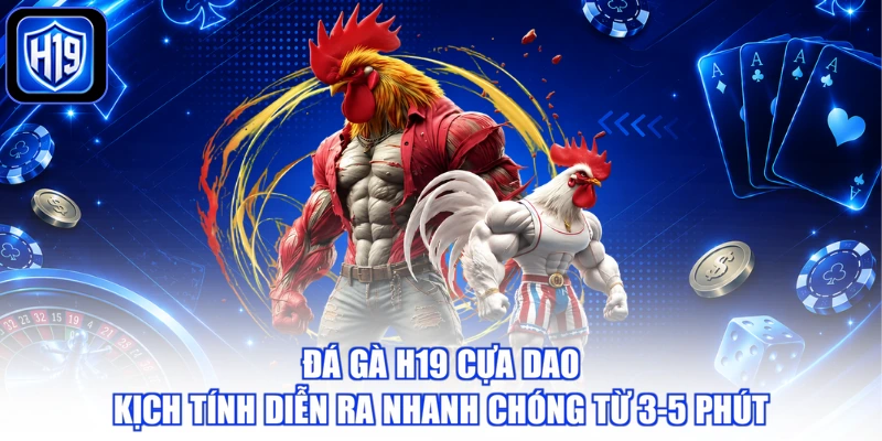 Đá gà H19 cựa dao kịch tính diễn ra nhanh chóng từ 3-5 phút