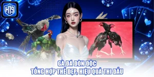 Gà Đá Đòn Độc - Tổng Hợp Thế Đẹp, Thi Đấu Hiệu Quả