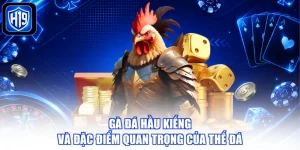 Gà Đá Hầu kiềng Và Đặc Điểm Quan Trọng Của Thế Đá