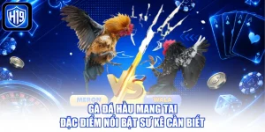 Gà Đá Hầu Mang Tai - Đặc Điểm Nổi Bật Sư Kê Cần Biết