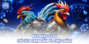 Màu Mạng Gà Đá - Chỉ Cách Chọn Thần Kê, Cược Thắng