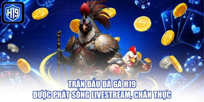 Trận đấu đá gà H19 được phát sóng livestream, chân thực